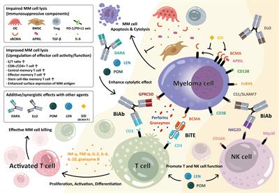 Bispecific antibodies in multiple myeloma treatment: A journey in progress